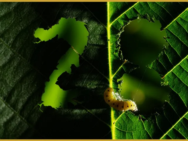 Pannon Fényképészkör Egyesület - II. PFE Fotópályázat