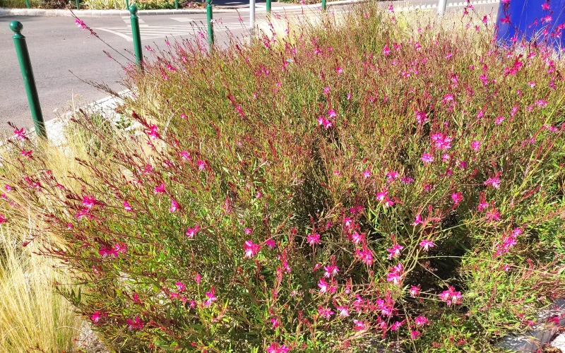 1632155518271